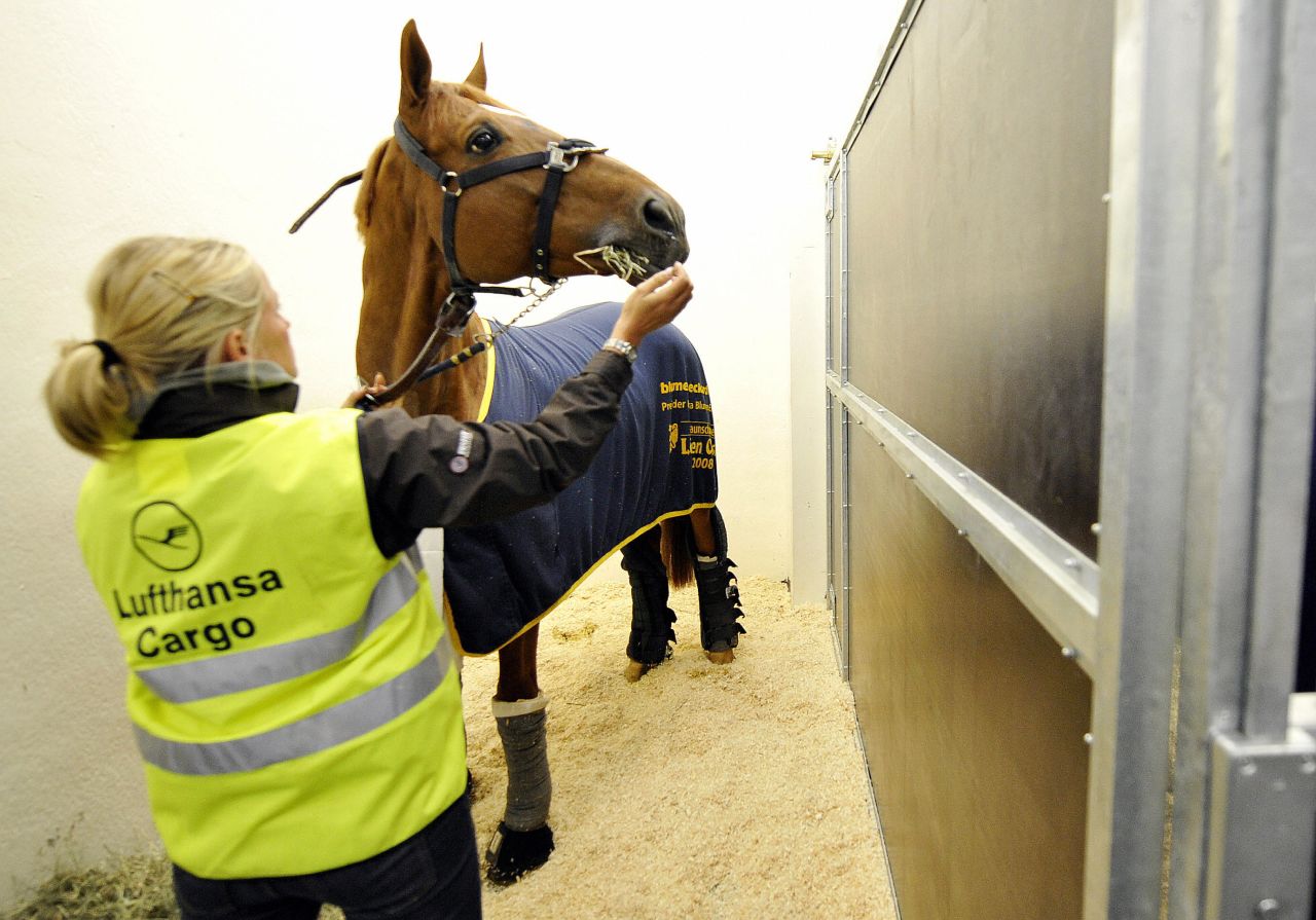 Horses are monitored throughout the traveling process. 