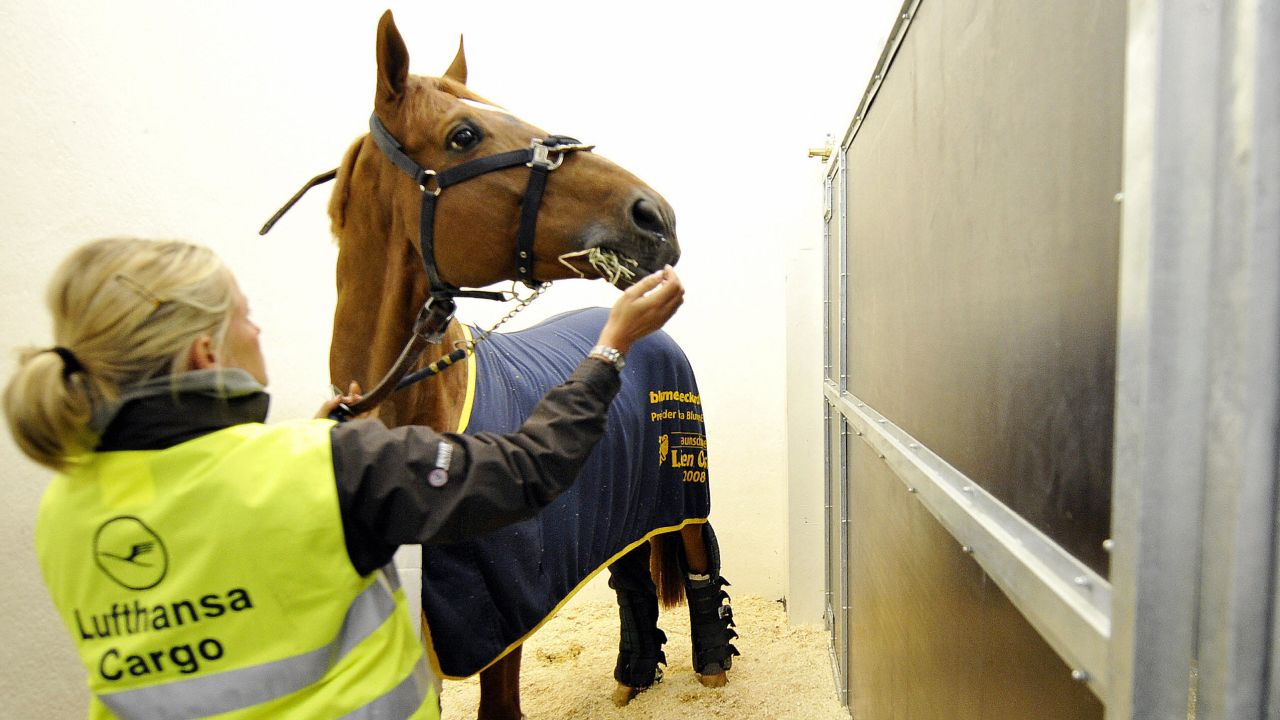 Horses are monitored throughout the traveling process. 