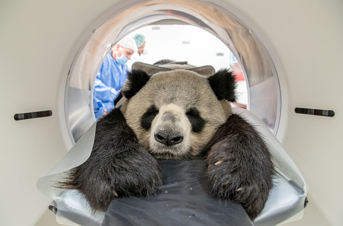 Jiao Qing the panda has a CT scan in Leibniz, Germany, on Thursday, November 7. He was under anesthesia for the procedure, <a href="https://www.sfchronicle.com/news/science/article/Grin-and-bear-it-Berlin-panda-gets-CT-scan-for-14828181.php" target="_blank" target="_blank">which confirmed that one of his kidneys is smaller than the other.</a>