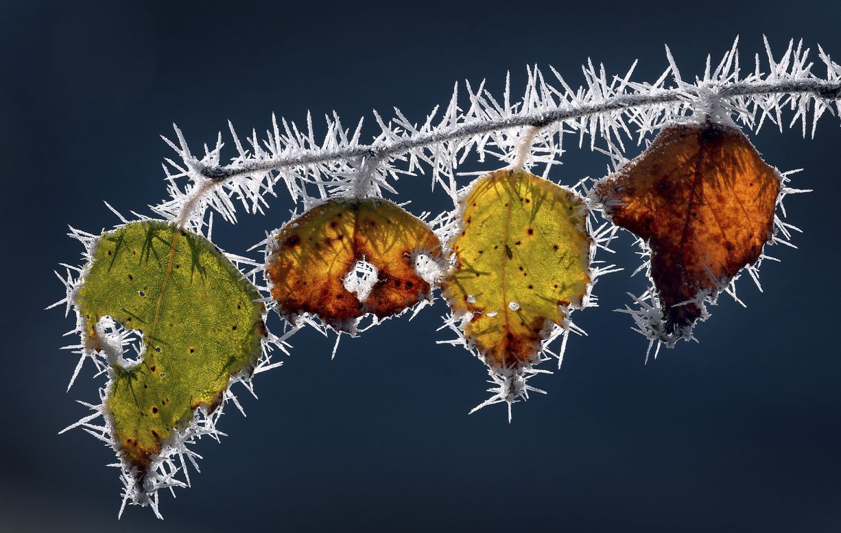 Tree leaves are covered in frost in Marktoberdorf, Germany, on Monday, November 11.