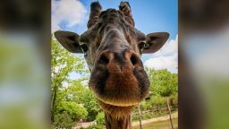 Kimba, Cincinnati Zoo's only male giraffe, died after complications from a surgery to fix his hooves on Sunday.