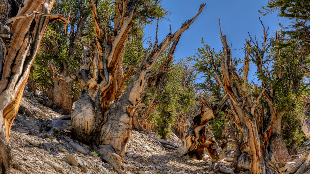 Methuselah is a 4,845-year-old bristlecone pine tree in eastern California, named after the Biblical figure with the longest lifespan in the Bible of 969 years. Methuselah's exact location is undisclosed to protect it from vandalism.
Methuselah was the world's oldest known living non-clonal organism, until the 2013 discovery of another pine germinated in 3051 BC with an age over 5,000 years.  