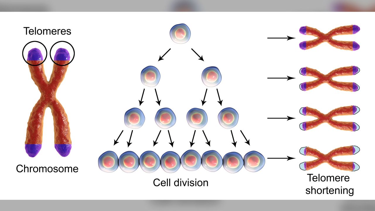 Telomeres protect the ends of cells from shortening as they multiply, thus extending the life of the cell. 