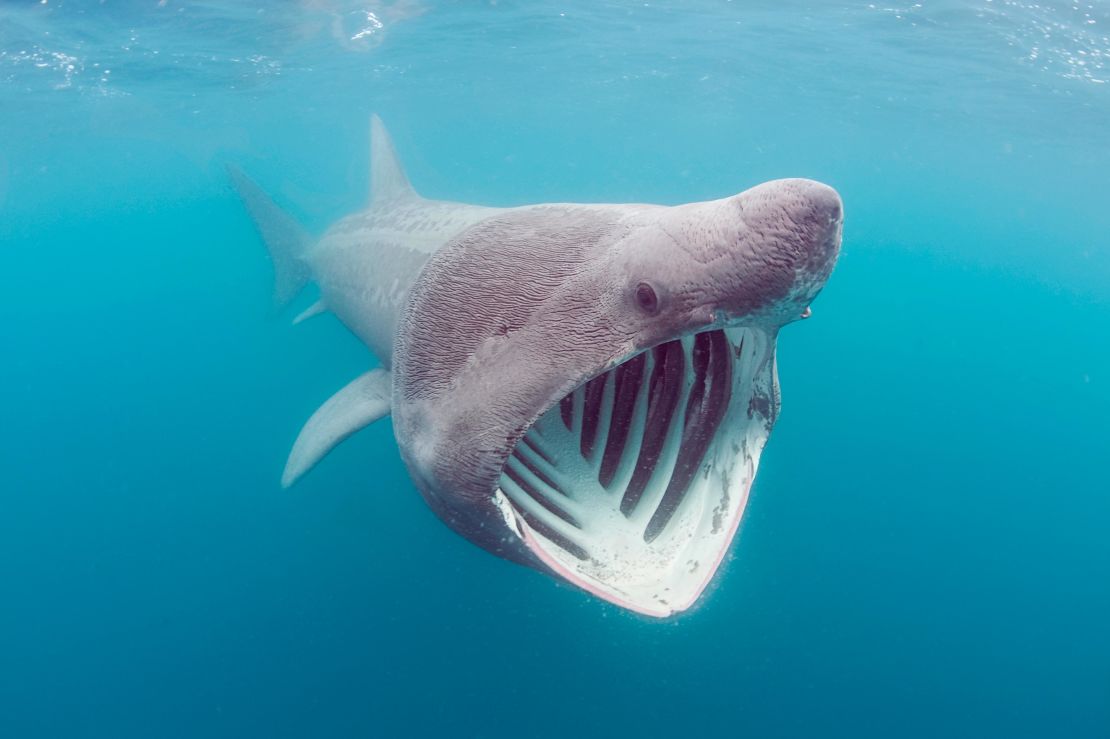 The basking shark is seen feeding on plankton off Land's End, Cornwall, United Kingdom.