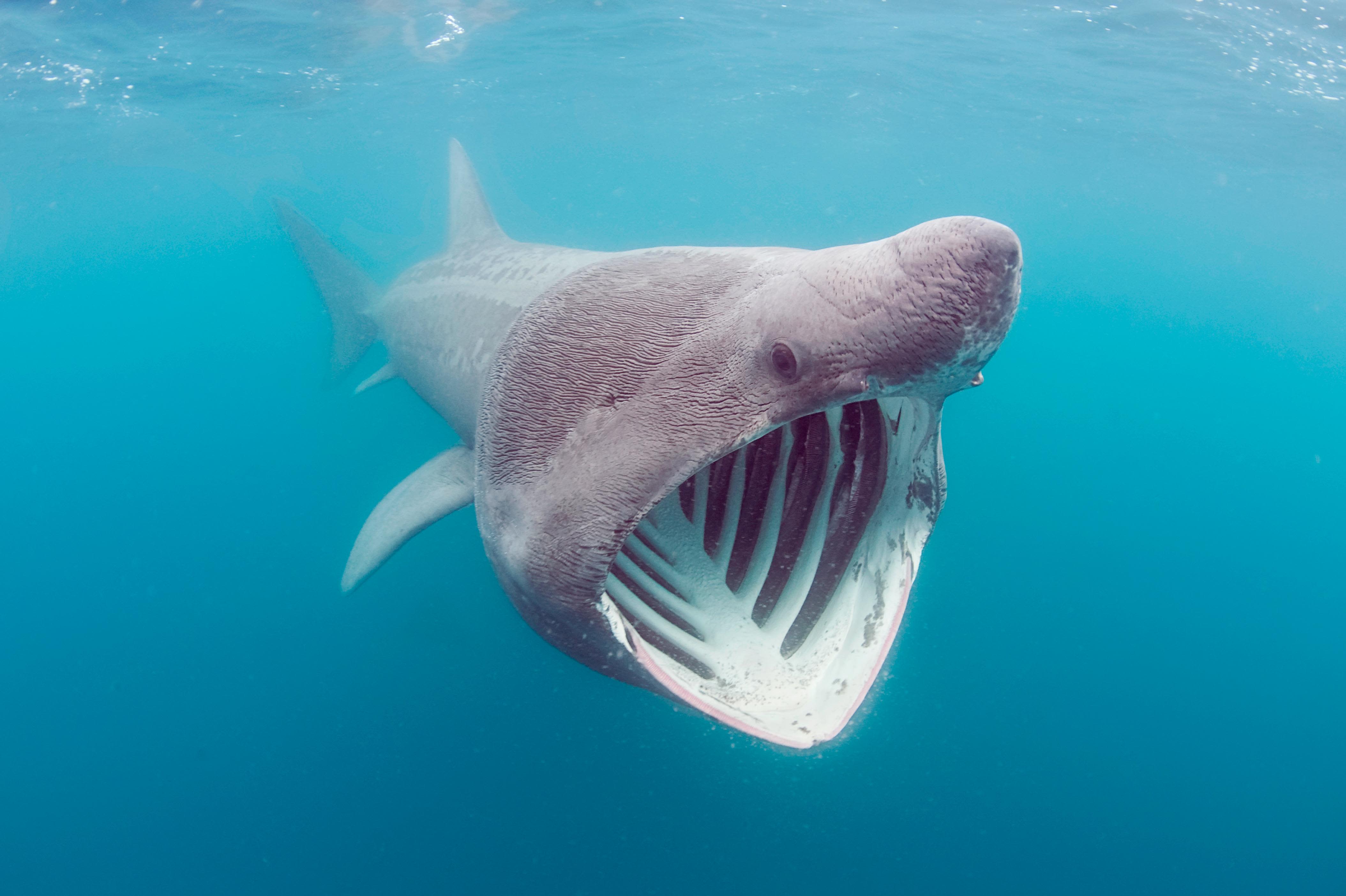 Страшная акула в мире. Гигантская акула Cetorhinus Maximus. Баскинг Шарк акула. Гигантская акула (basking Shark).
