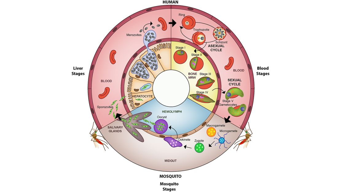 Life cycle of Plasmodium falciparum.