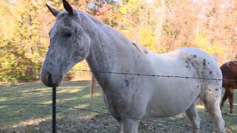 This horse was among at least five attacked  recently in South Carolina.