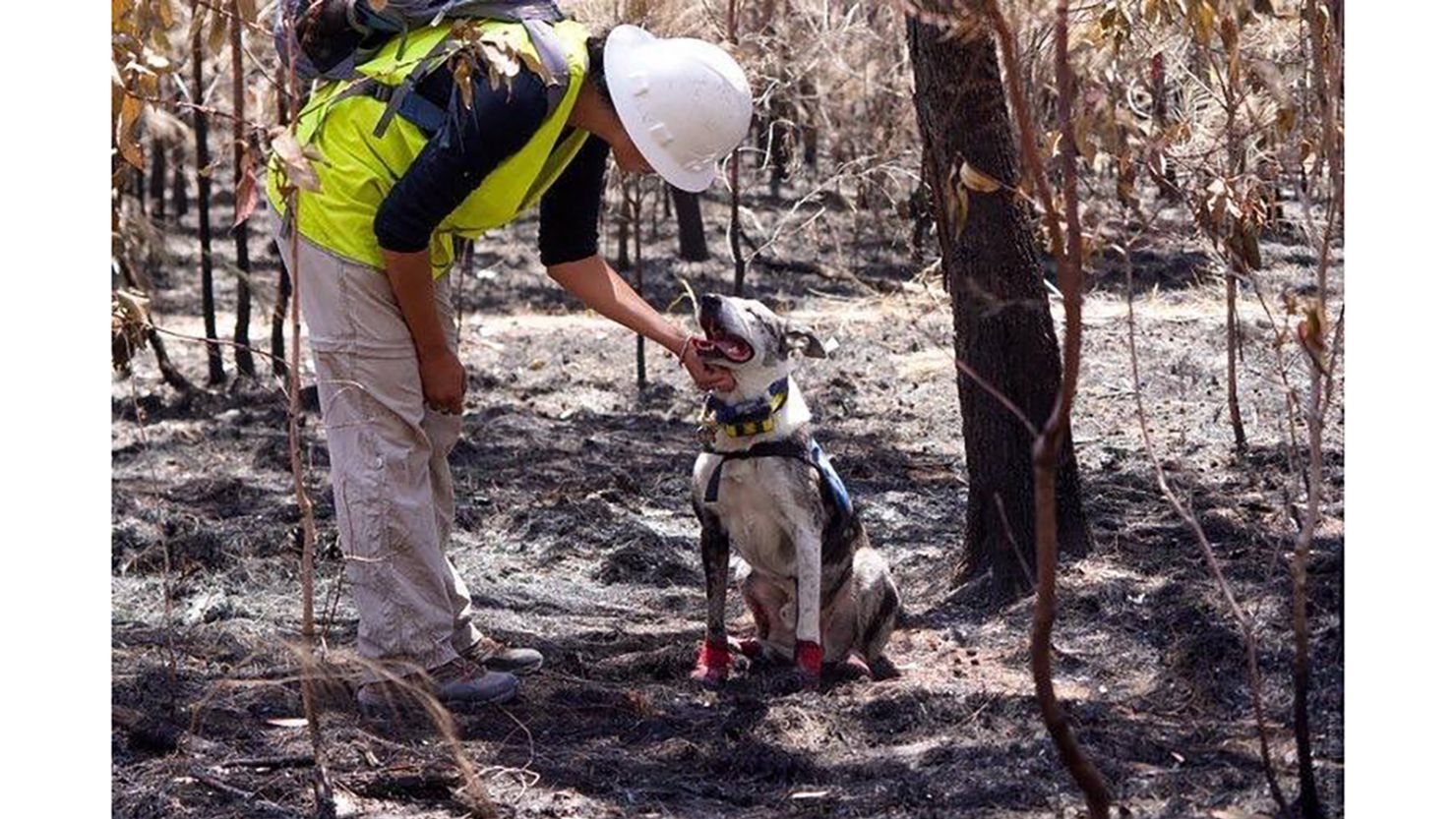 ifaw deploys to California to rescue animals during the wildfires