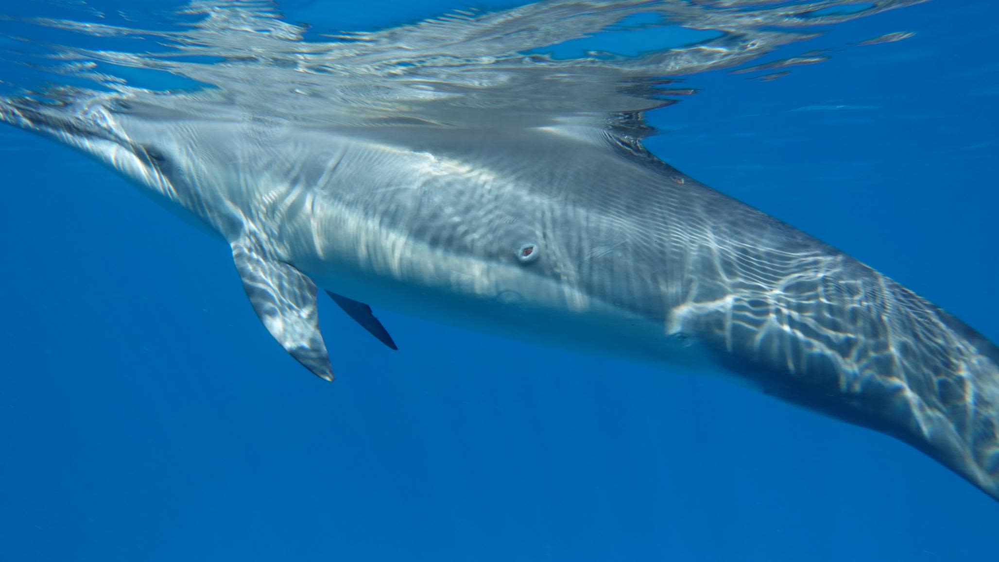 Six Reasons Why You Should Not Swim with Wild Spinner Dolphins