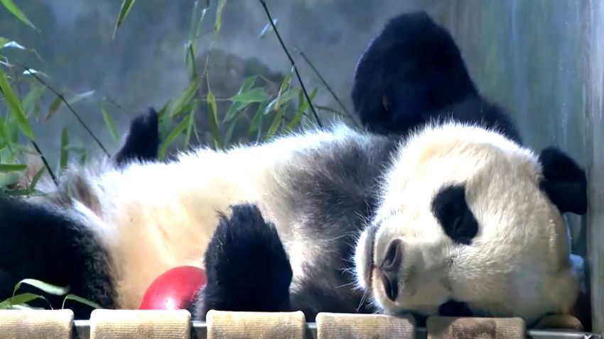 bei bei panda leaves for china