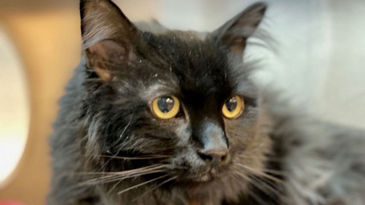 Sasha the cat was missing for five years before he was found 1,200 miles from home. 