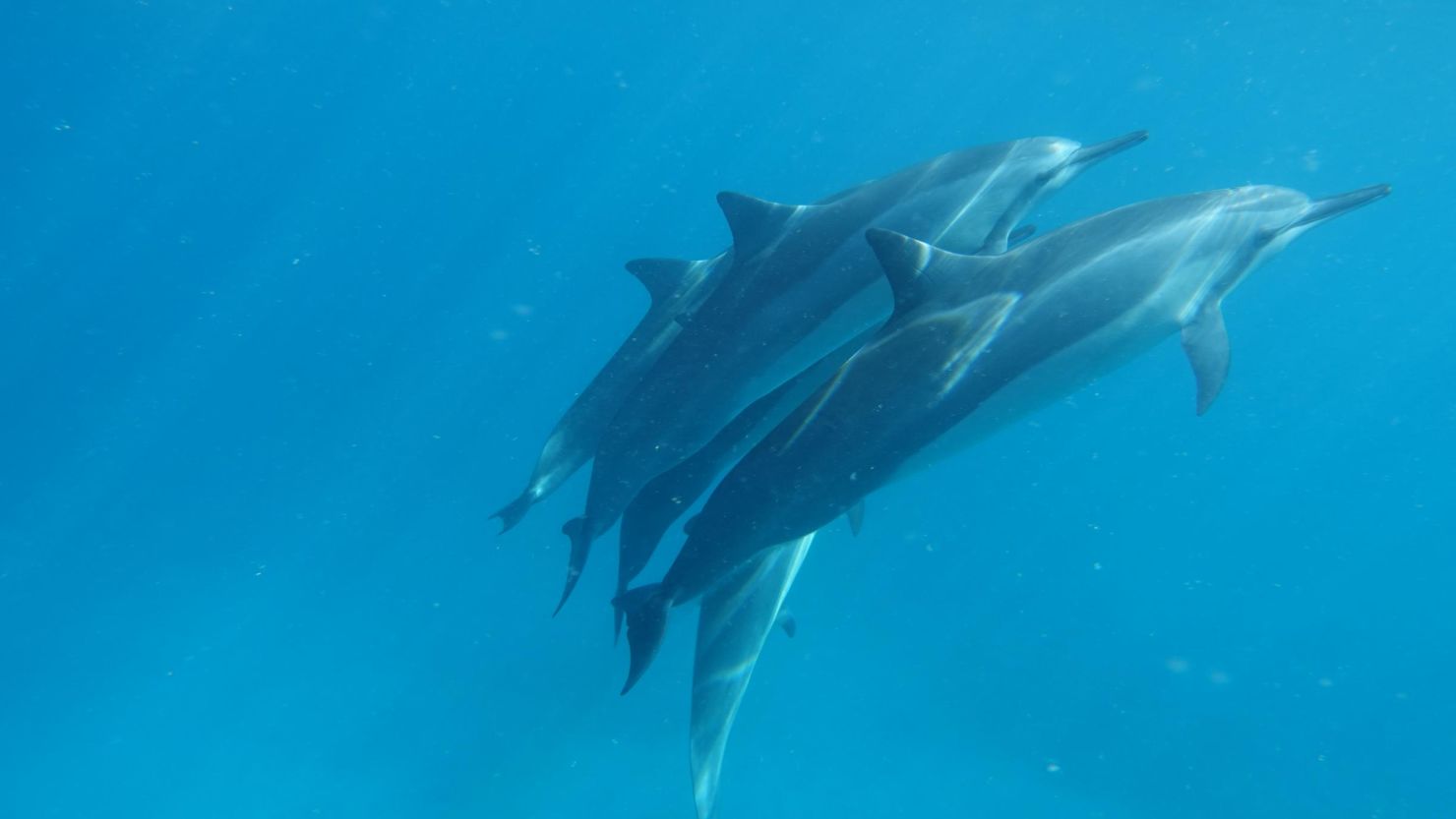 05 dolphin swimming photos