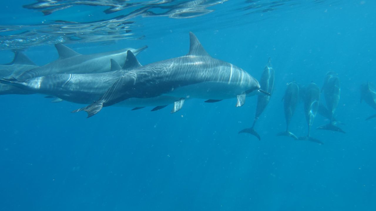 Dolphins' human-like behavior and curiosity about people endears them to visitors and locals.