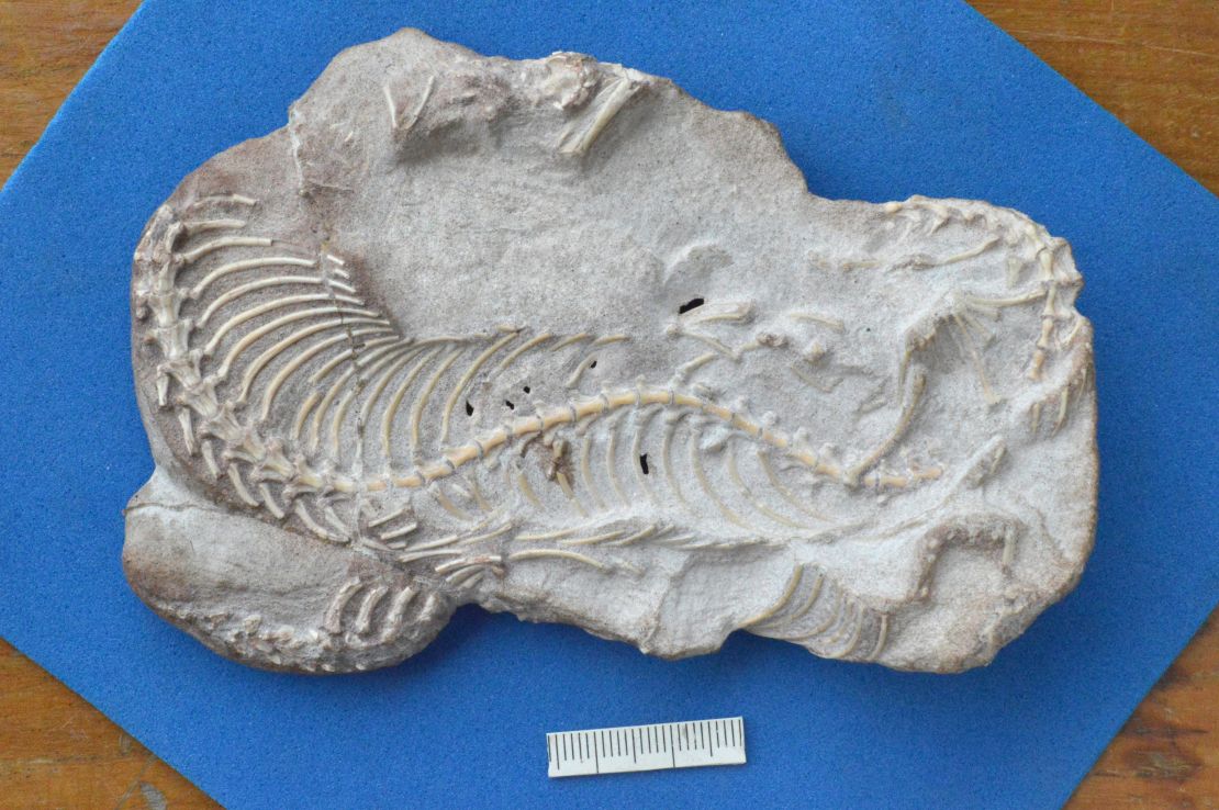 One of the fossils that includes vertebrae, ribs and part of a skull. 