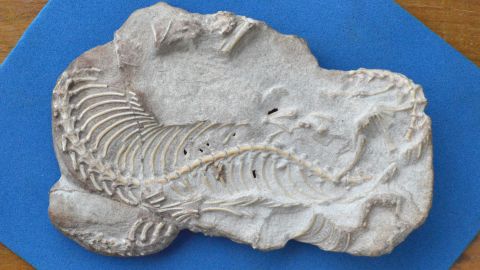 One of the fossils that includes vertebrae, ribs and part of a skull.