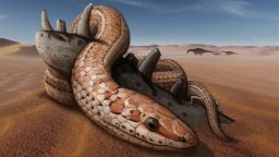 Life restoration of Najash rionegrina through the dunes of the landscape of the Kokorkom desert that extended across Ro Negro (Northern Patagonia), Argentina during the Late Cretaceous (100 million years ago). The snake is coiled around with its hindlimbs on top of the remains of a jaw bone from a small charcharodontosaurid dinosaur while another theropod is reflected in its eye. Sauropods dinosaurs walk through the desert at the back.