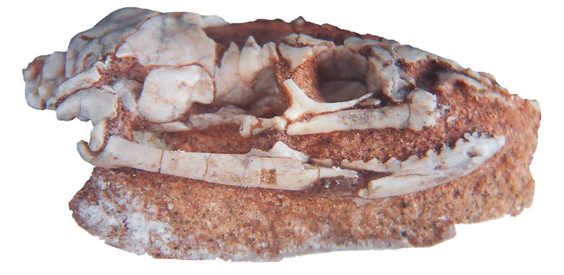 A newly discovered Najash skull that's almost entirely preserved.