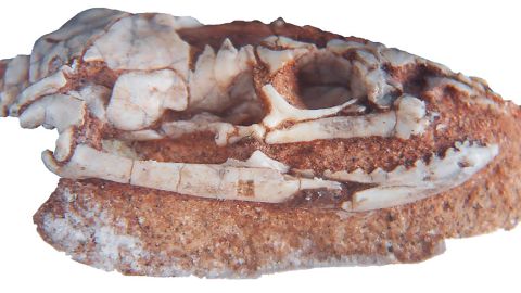 A newly discovered Najash skull that's almost entirely preserved.