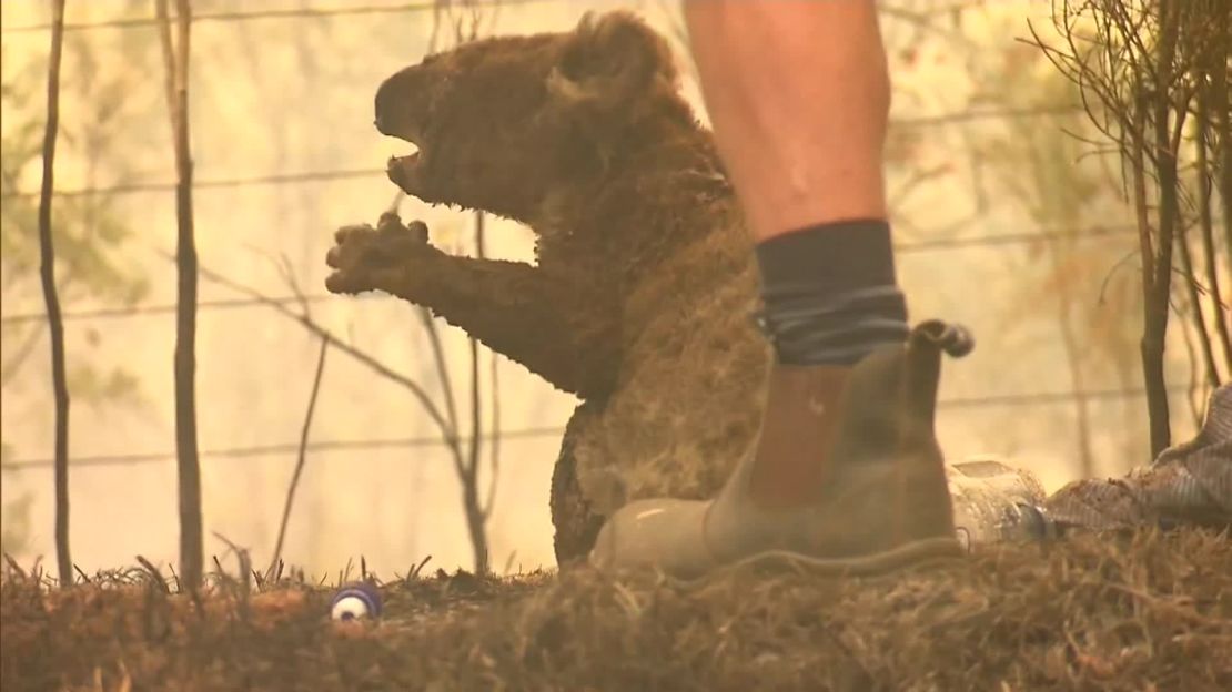 Footage shows Lewis the koala with his fur on fire, frightened and scrambling up a tree.