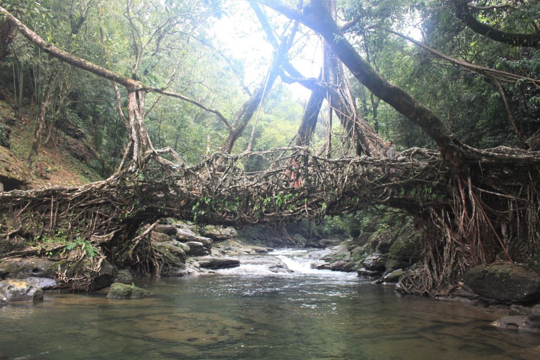 The Wah Thyllong living bridge in northeastern India. 