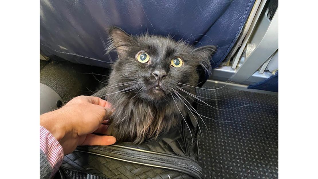 Sasha and Murad Kirdar from the Santa Fe Animal Shelter flew to Portland on Tuesday. 