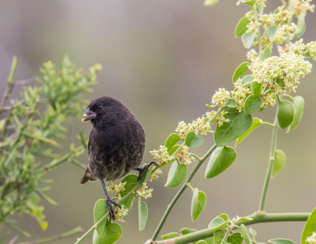 The finches' antipredatory behavior may be getting in the way of their recovery and survival.