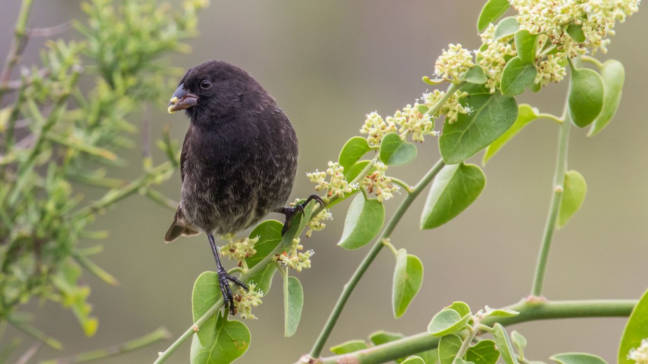 The finches' antipredatory behavior may be getting in the way of their recovery and survival.