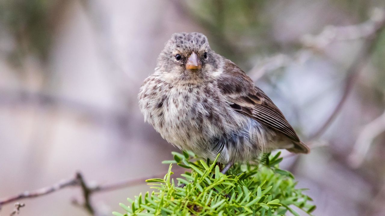 Finches are small birds made famous by scientist and evolutionary researcher Charles Darwin. 