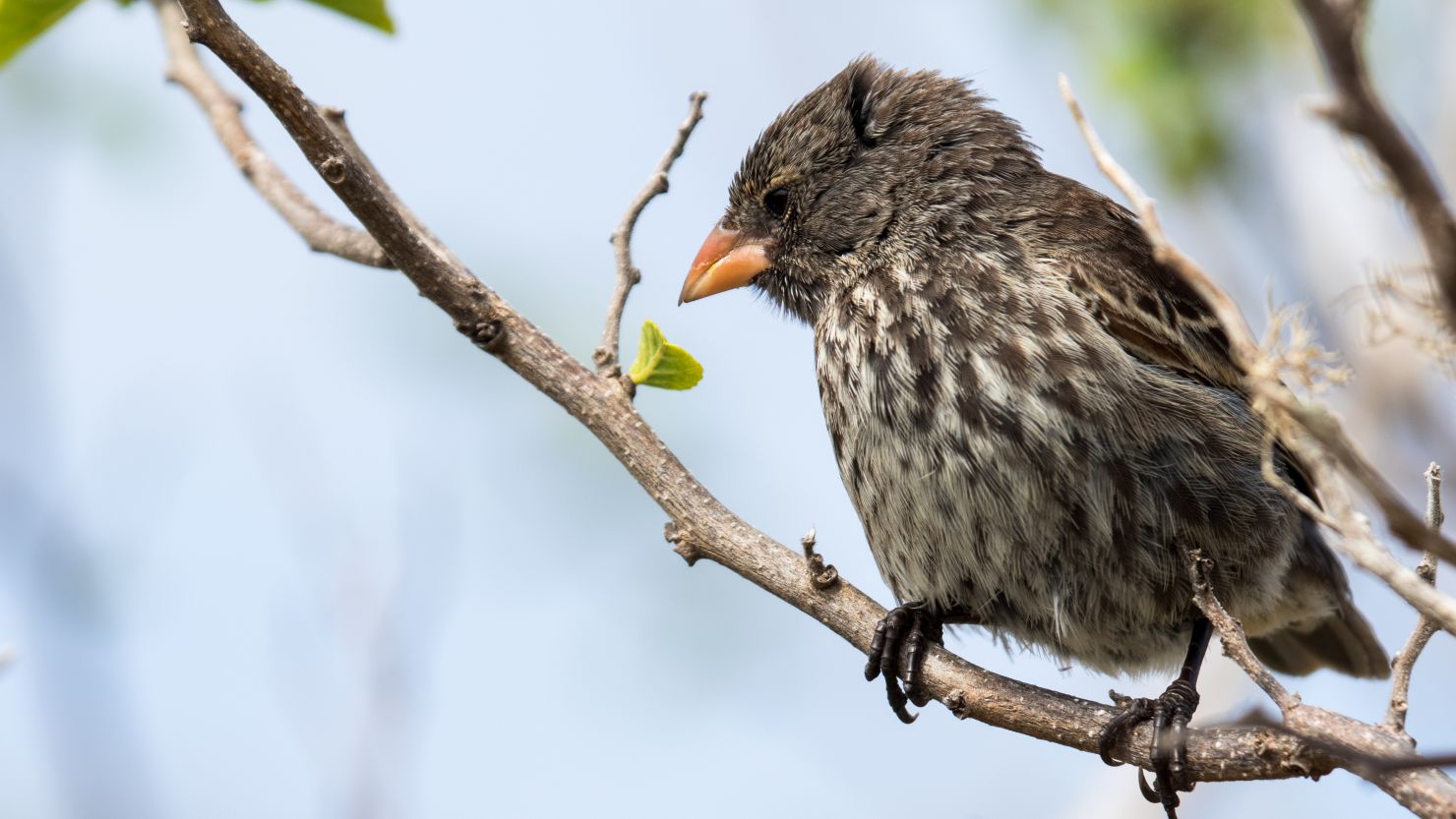 A finch on the Galapagos Islands, which has seen its biodiversity threatened by human-introduced invasive predators.