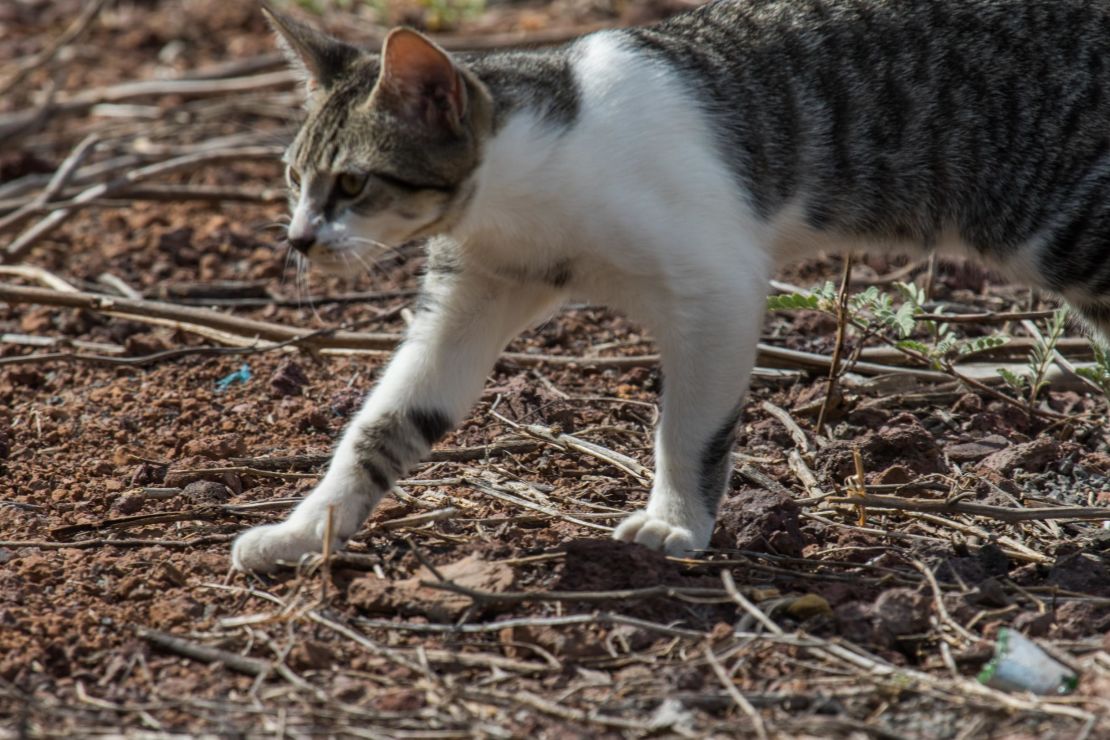 A cat on the Galapagos Islands, which has seen its biodiversity threatened by human-introduced invasive predators.