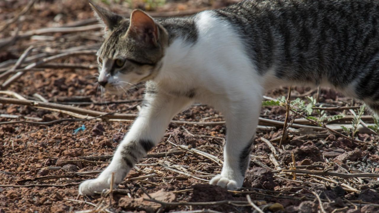 A cat on the Galapagos Islands, which has seen its biodiversity threatened by human-introduced invasive predators.