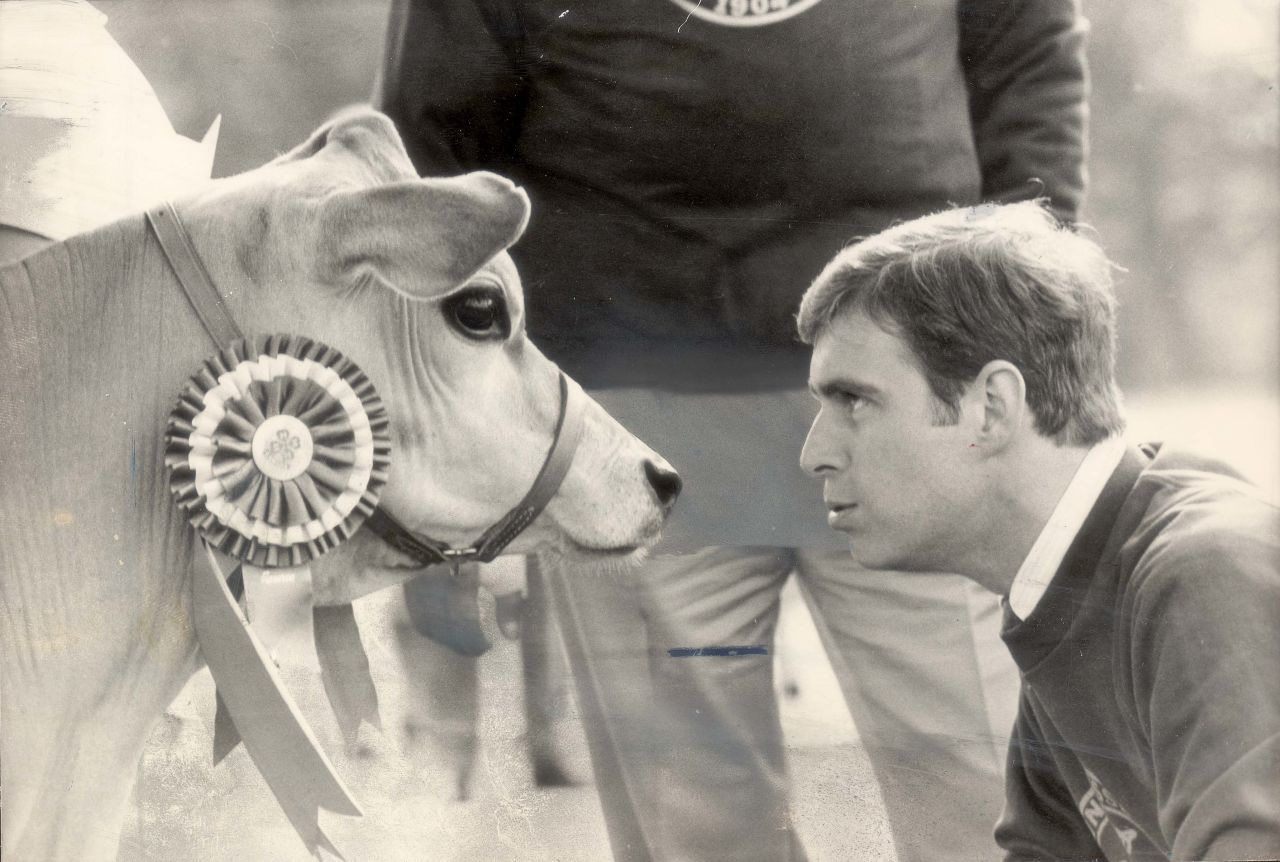 The prince is face to face with a cow during a royal tour of Canada in 1985.