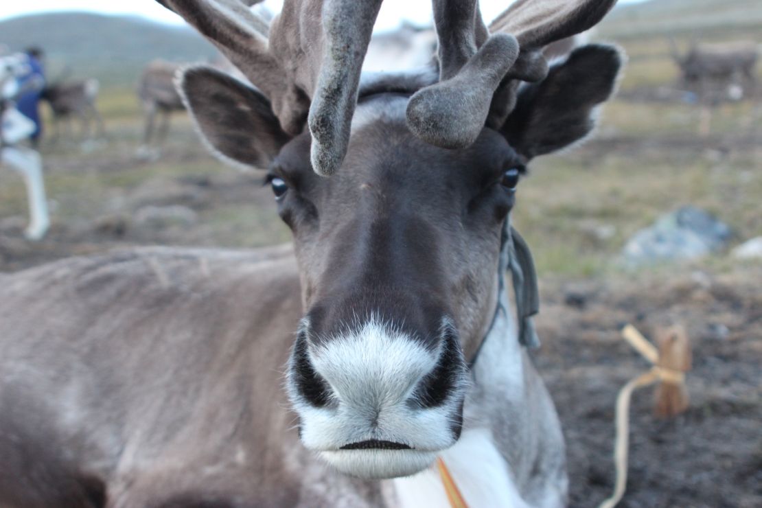 Herders use the ice patches in summer to regulate the body temperature of their reindeer.