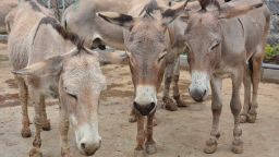 Donkeys at the Goldox slaughterhouse in Baringo, Kenya. Nov 10, 2017