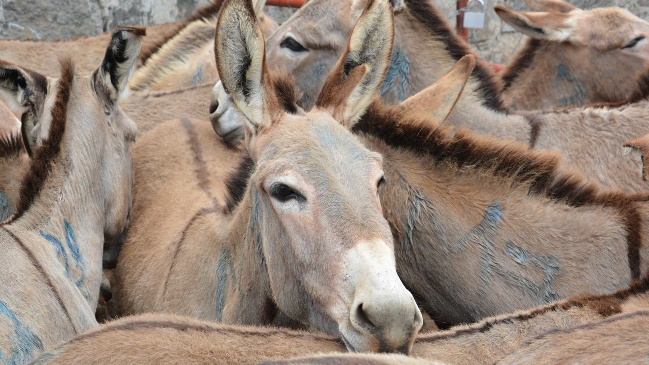 Donkeys amass at the Goldox slaughterhouse in Baringo, Kenya.