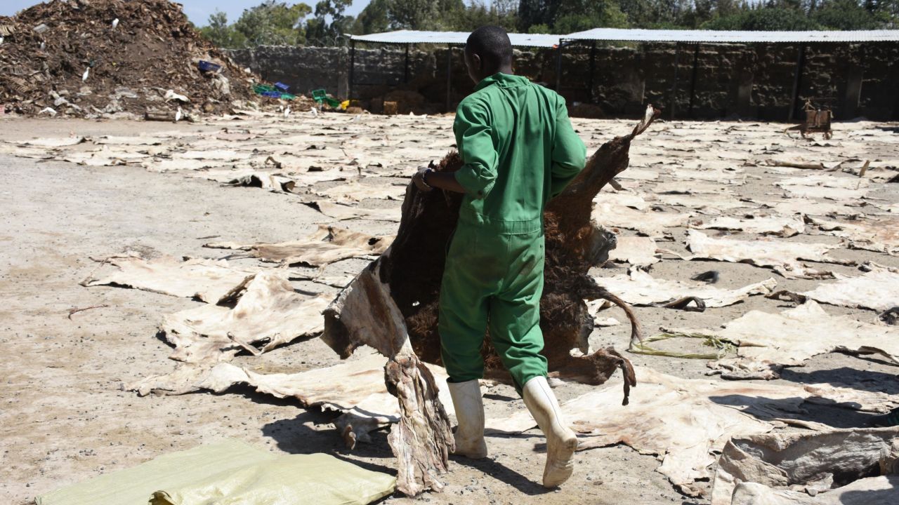 A worker carries a dried donkey skin at a slaughterhouse in Kenya. The Donkey Sanctuary has called on China to suspend donkey imports.