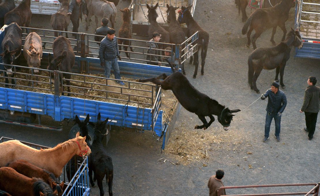 Donkeys, horses and mules are gathered for sale at a livestock trading market in Faku, northeastern China's Liaoning province on April 11, 2016.
