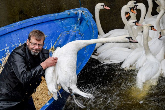 Olaf Niess, the "Swan Father" of Hamburg, Germany, corrals a swan on the Alster river on Tuesday, November 19. The swans were being moved to their ice-free winter home.