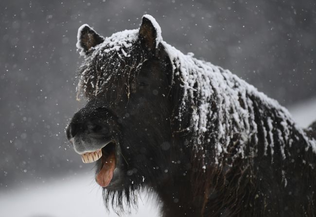 A horse is covered in snow as it stands in its paddock in Feldberg, Germany, on Monday, November 18.