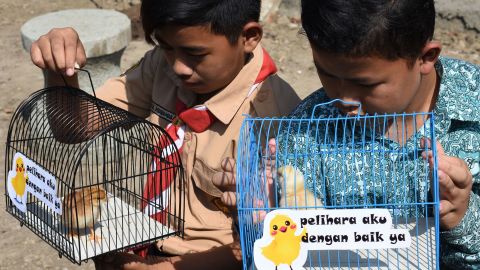 Indonesian pupils look at chicks in cages with signs that read "please take good care of me".