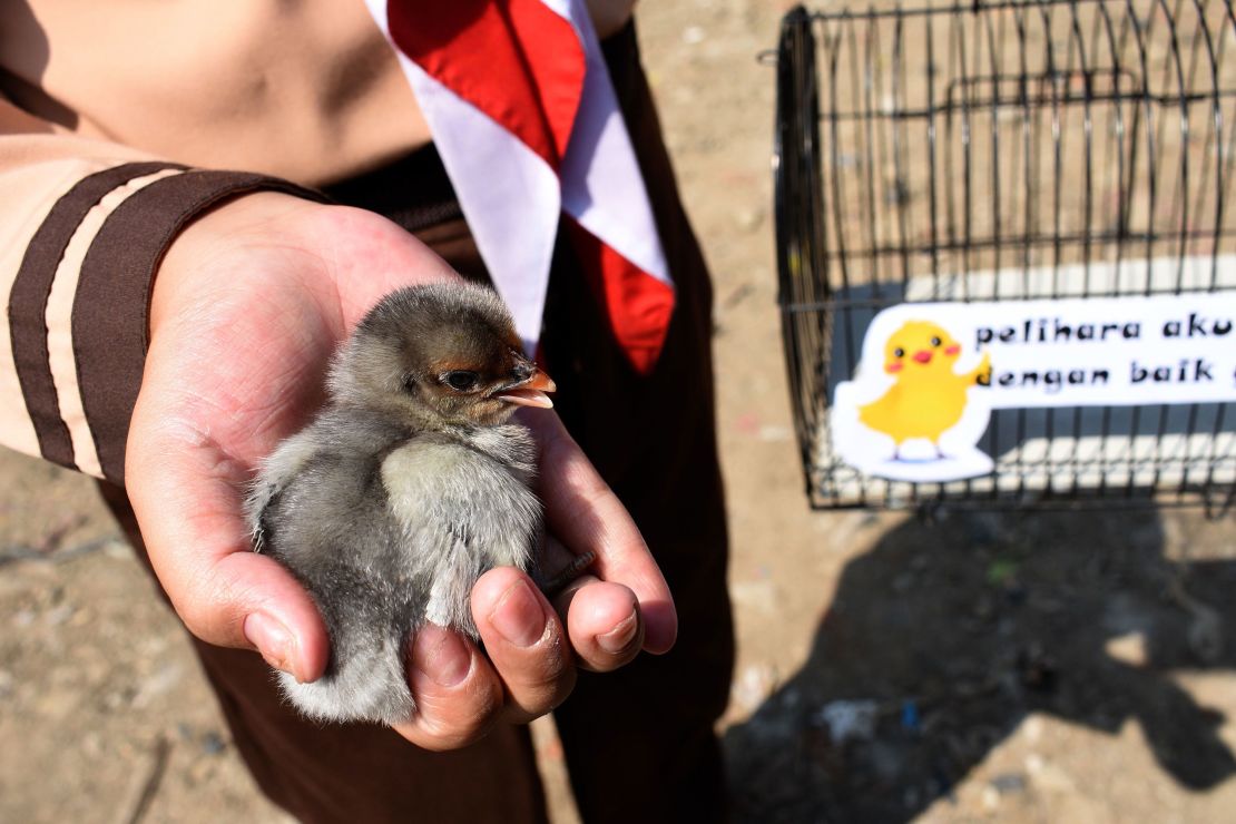 An Indonesian pupil holds a chick.