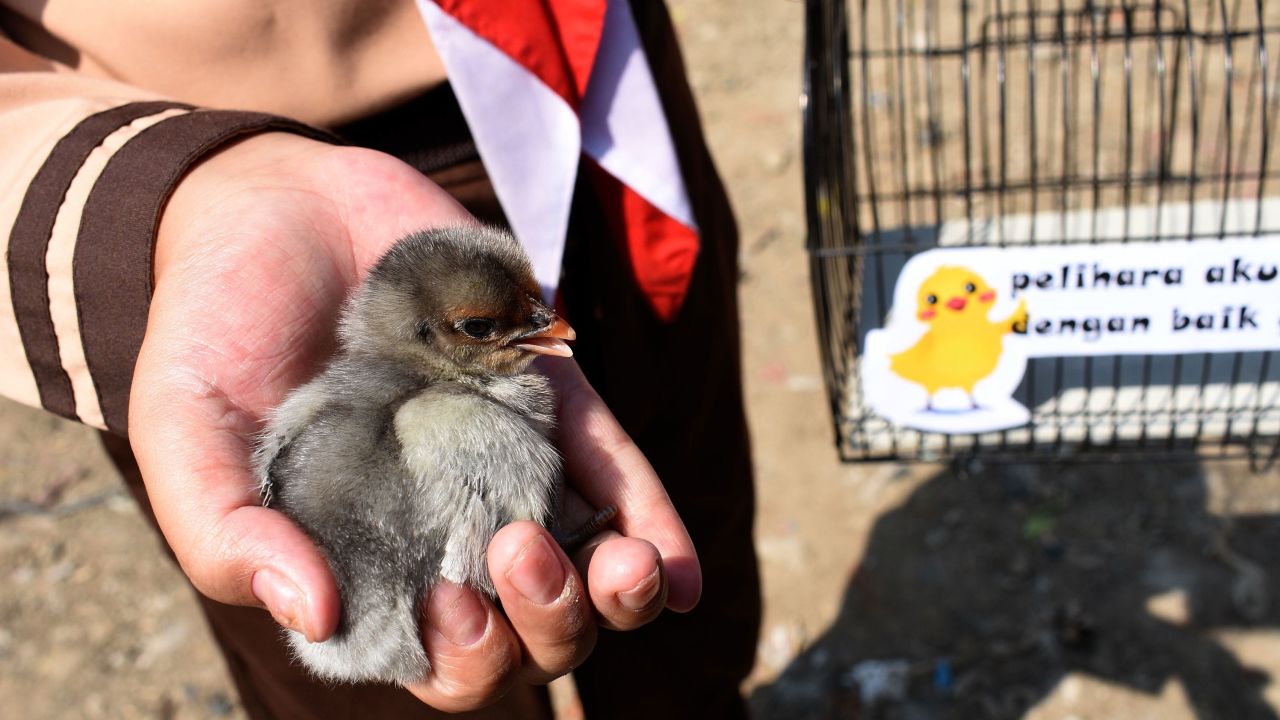 An Indonesian pupil holds a chick.