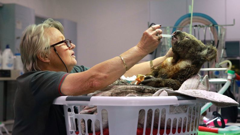 An injured koala receives treatment after its rescue from a bushfire at the Port Macquarie Koala Hospital on November 19. The hospital said the fires have "decimated" the area, which is a key habitat and breeding ground for the marsupials. More than <a href="index.php?page=&url=https%3A%2F%2Fwww.cnn.com%2F2019%2F10%2F30%2Faustralia%2Fkoala-fires-australia-intl-scli%2Findex.html" target="_blank">350 koalas are feared to have been killed</a> by bushfires in NSW, according to animal experts.