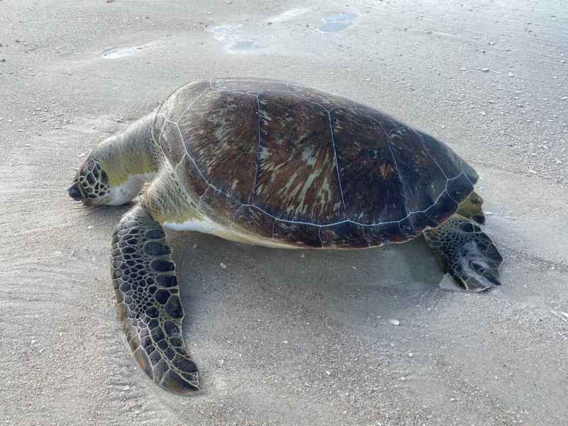 Red tide likely to blame for the highest number of sea turtle deaths a ...