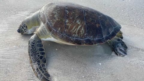 This green sea turtle is one of 58 that died in October 2019 in Collier County, Florida.