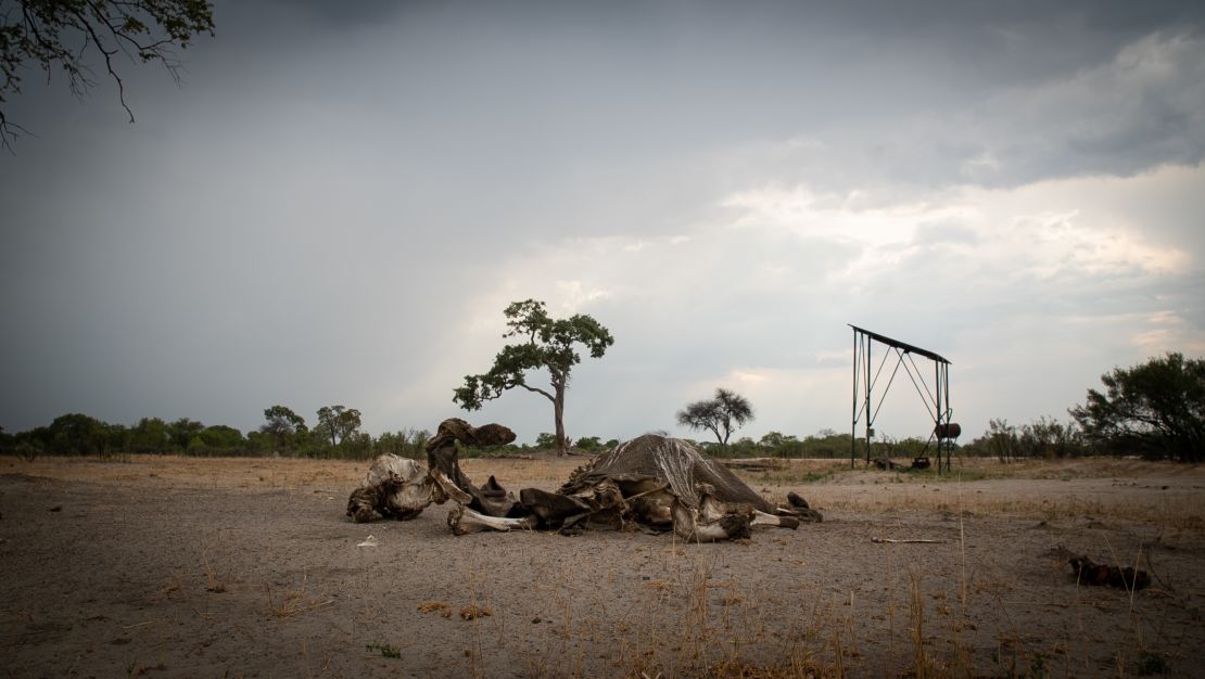 An elephant carcass in Hwange. A severe drought that has drained water sources in Zimbabwe's largest national park, resulting in a number of elephant deaths.