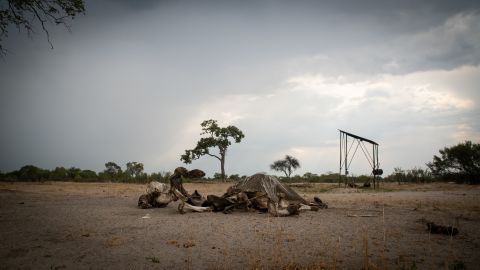 An elephant carcass in Hwange. A severe drought that has drained water sources in Zimbabwe's largest national park, resulting in a number of elephant deaths. 