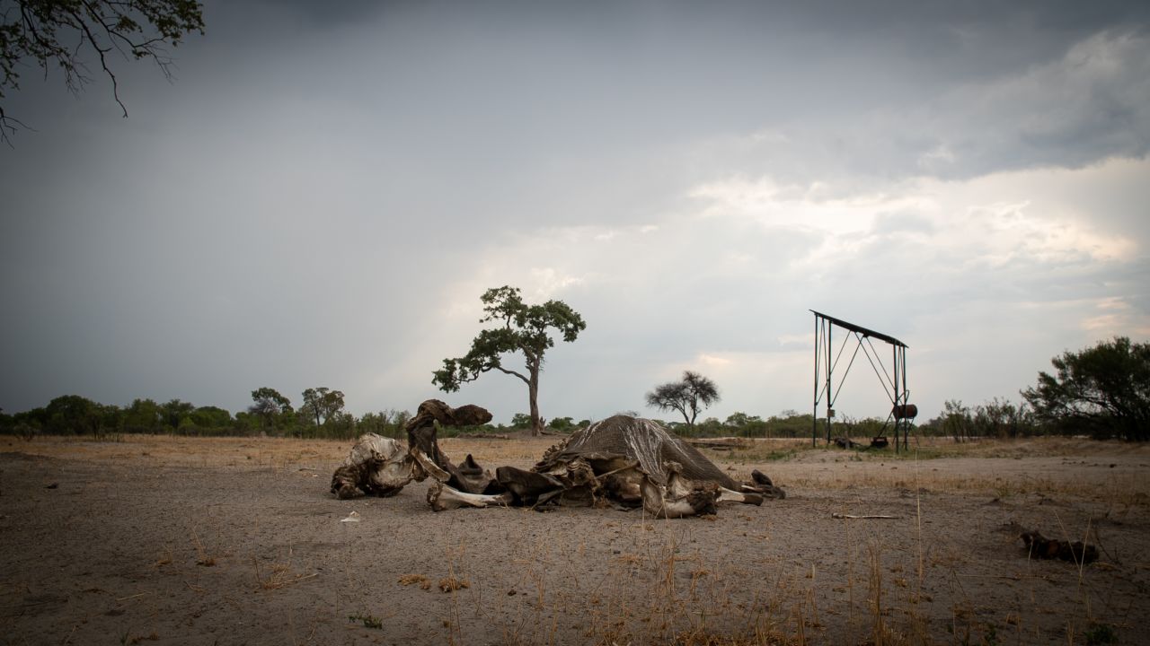 An elephant carcass in Hwange. A severe drought that has drained water sources in Zimbabwe's largest national park, resulting in a number of elephant deaths. 