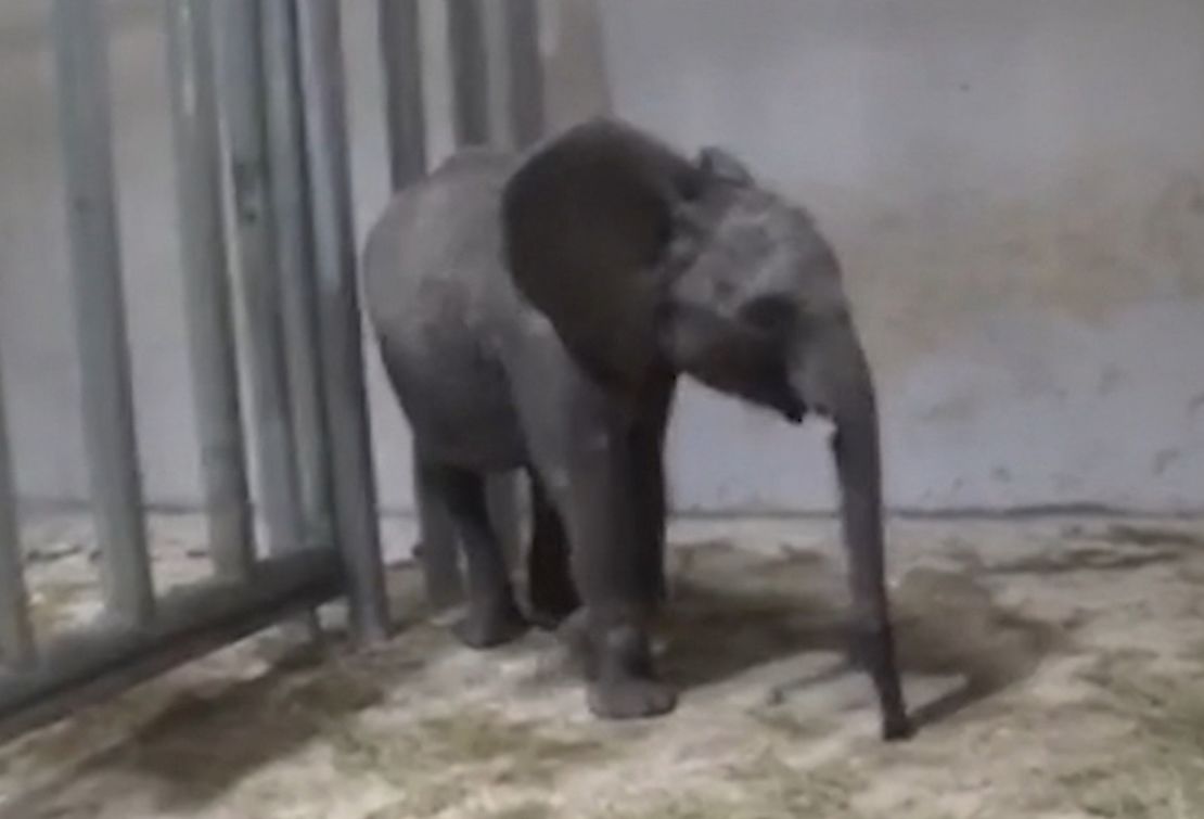 A screenshot taken from cellphone footage shows a caged young elephant in China.