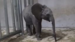 A screenshot taken from leaked footage showing a caged young elephant in China.